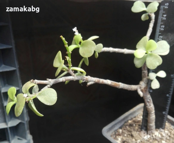 Портулакария (Portulacaria afra), сукулентно растение