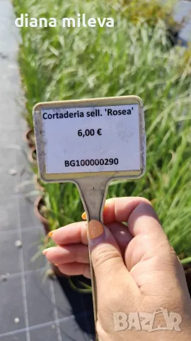 Пампаска трева розова, Cortaderia Sellona Roseа, снимка 5 - Градински цветя и растения - 55337096
