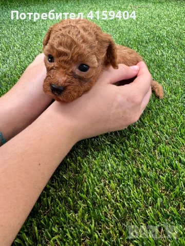 Той Пудел / Toy Poodle, снимка 3 - Пудели - 54672145
