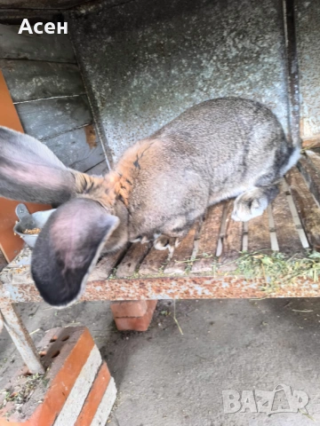 Белгийски великани , снимка 2 - Други - 54203581