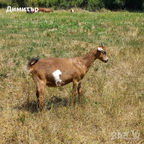 Три кози и 4 ярета, снимка 15 - Кози - 55420932