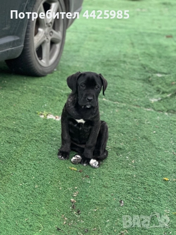 Cane Corso , снимка 4 - Кане корсо - 54495449