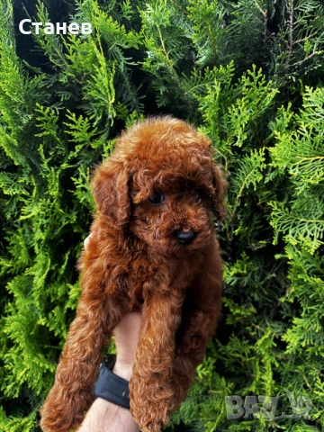 Мини пудел Момиче / Mini Poodle Girl, снимка 3 - Пудели - 55286833