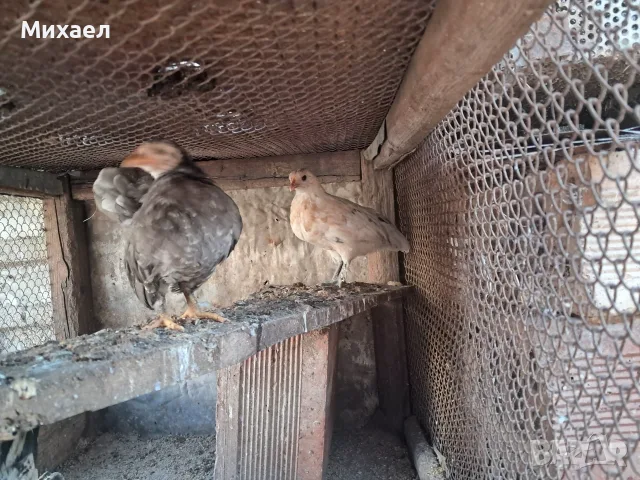 Пилета джинки чифт 15 евро, снимка 3 - Кокошки и пуйки - 55452757
