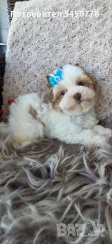 момченце със синьо оченце йорк