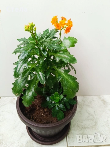 Пасифлора, китайски рози, Индрише , снимка 14 - Стайни растения - 53144264