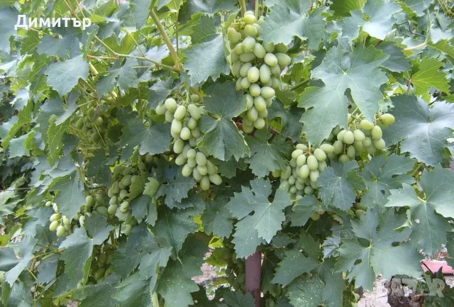 дворно място с много овошки и сграда, снимка 10 - Къщи - 55397977