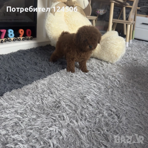той пудел пуделче 