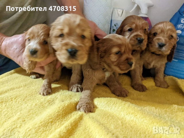 Кокер шпаньол червен игриво  момче, снимка 2 - Кокер шпаньол - 54019379