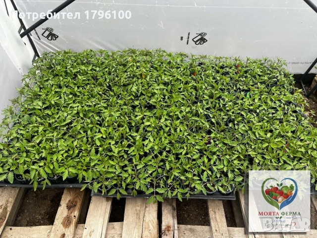 Разсад - домати, пипер, краставици, снимка 2 - Разсади - 54341369