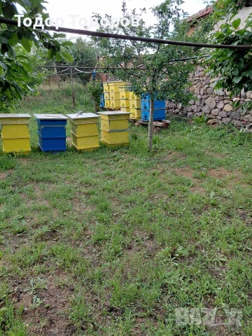 Пчелни семейства