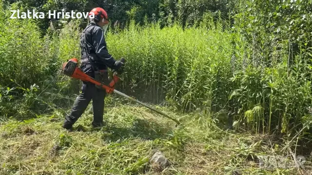 КОСЕНЕ РЯЗАНЕ НА ДЪРВЕТА И КЛОНИ 