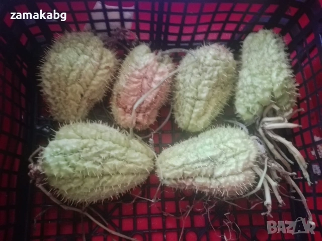 Чайод кълнове, Мексиканска краставица (Chayote, Sechium edule)