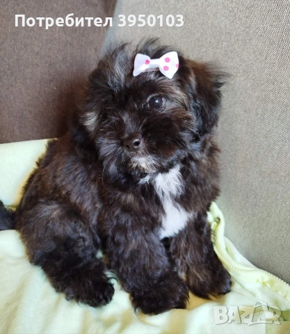 Shih poo /Ши ПУ момиченце , снимка 3 - Пудели - 54725435