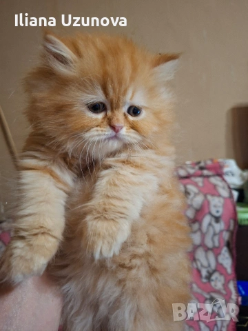 Уникално персийско котенце 