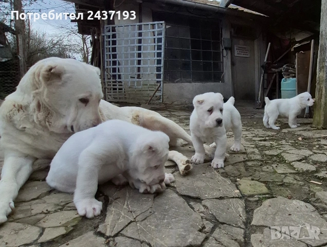 Алабай (Средно Азиатска Овчарка ), снимка 6 - Алабай - 54035161