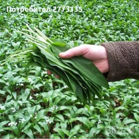 Продавам див чесън (Левурда) бере се от балкана ?