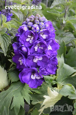 Delphinium Blue (White Bee) (Делфиниум син „White Bee“ / „Бяла пчеличка“), снимка 2 - Градински цветя и растения - 55395300