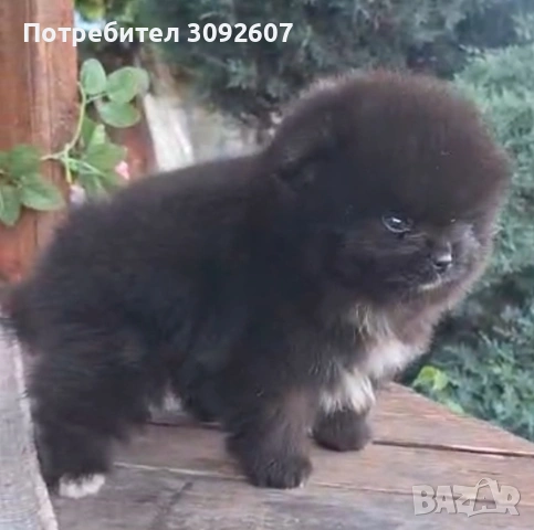 Померан момче, снимка 5 - Померан - 54805556
