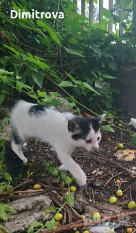 Котета търсят дом, снимка 12 - Други - 54756003