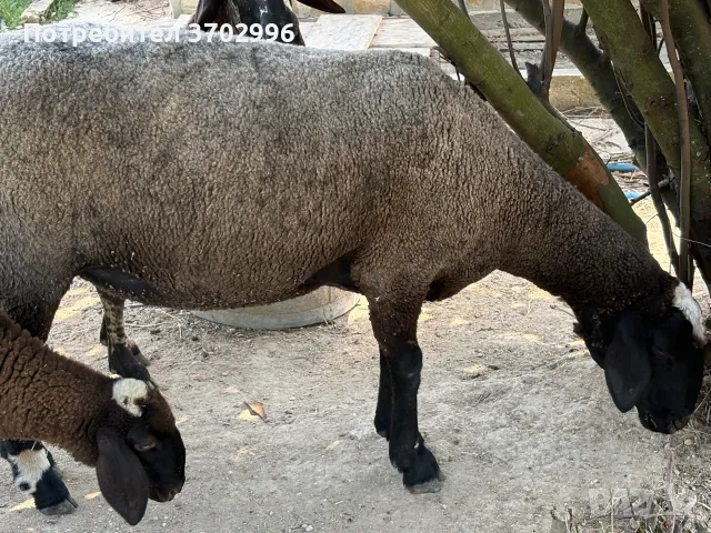 Продавам 5 овце варна, снимка 11 - Овце - 55593368