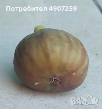 Домашни пресни смокини 