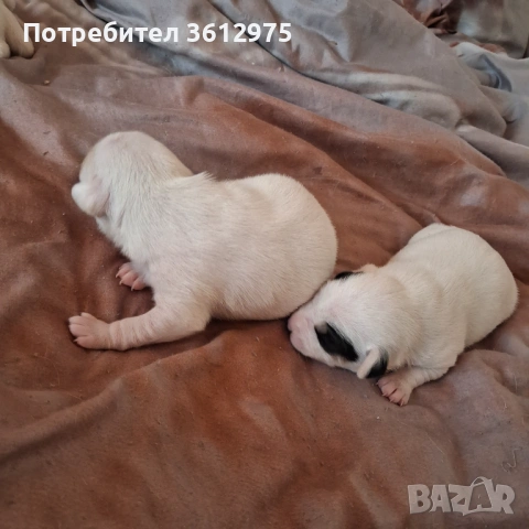 Продават се джакръсел, снимка 2 - Джак ръсел териер - 54400759