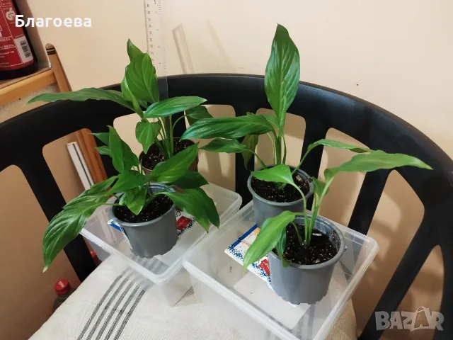 Спатифилум/Лилия на мира 1.50 €, снимка 4 - Стайни растения - 52225068
