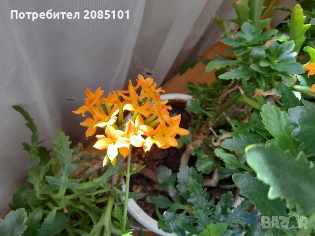 Цвете еленови рога, снимка 3 - Стайни растения - 54679920