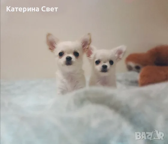 Женско дългокосместо мини чихуахуа, снимка 2 - Чихуахуа - 55481949