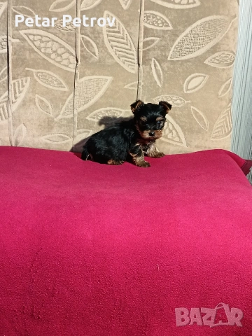 Йоркширски териер мини , снимка 12 - Йоркширски териер - 53883069