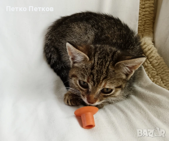 Подарявам малко котенце, снимка 4 - Други - 54969442