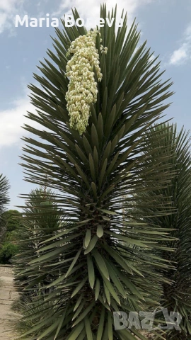 Уникална студоустойчива дървовидна юка Yucca filifera , снимка 3 - Градински цветя и растения - 54389640