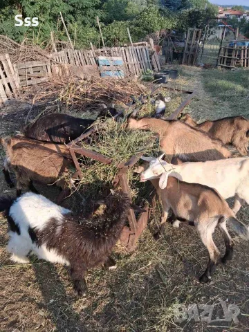 Продава се кози и ярета, снимка 2 - Кози - 55337660