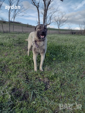 кангали мъжки и женска , снимка 3 - Кангал - 54156120