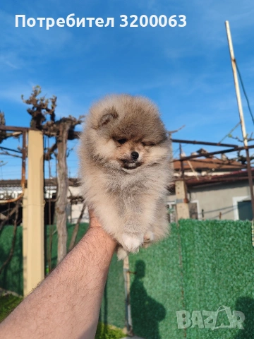 Померанче мини мъжко , снимка 6 - Померан - 54271762
