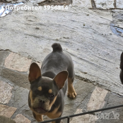 Френски булдог 🐾 