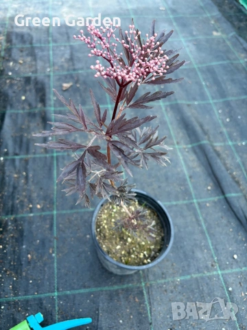 Бъз Sambucus migration “Eva”