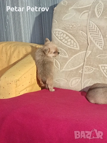 Шпиц , снимка 13 - Шпиц - 53994562