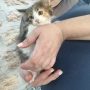 Подарявам котенца , снимка 9