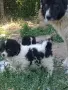 Българско овчарско куче, снимка 1