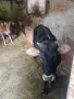 Продавам 3 телета, снимка 3