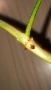 Резник philodendron Florida Beauty , снимка 2