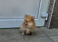 Кученца померани, снимка 5