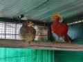 Заменяме изброените нови продукти , за изброените птици и др., снимка 7