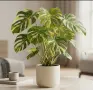 Monstera Yellow Marilyn Variegata, снимка 1