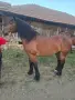 Продава се ! Много кротък , снимка 5
