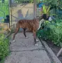 Продавам Боксер - женски, снимка 7