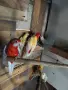 розели и пойни папагали, снимка 4