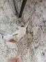 чихуахуа мини мъжки 3мец., снимка 2